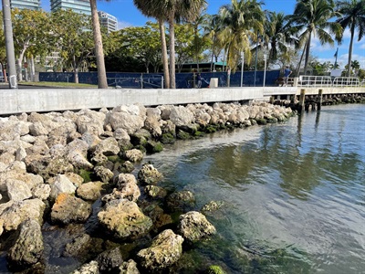 K. Myers Park New Seawall